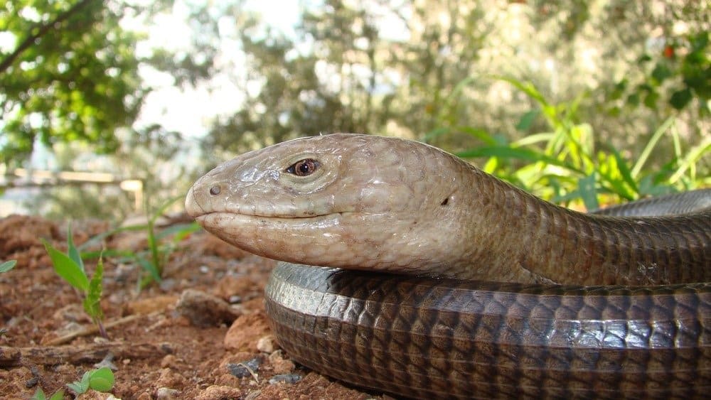 European legless lizard, Pallas's glass lizard