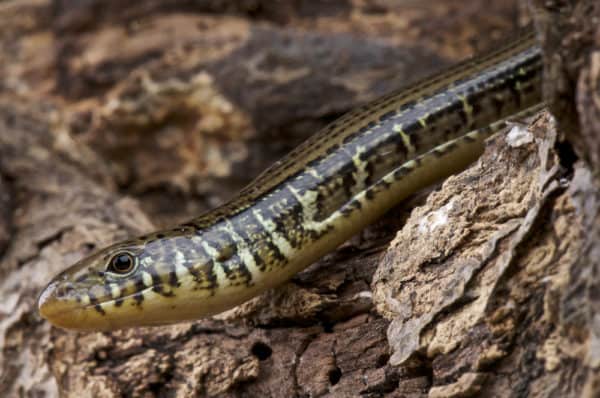 Glass Lizard - A-Z Animals