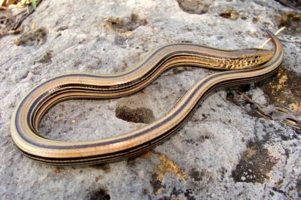 Glass Lizard Animal Facts | Ophisaurus | AZ Animals