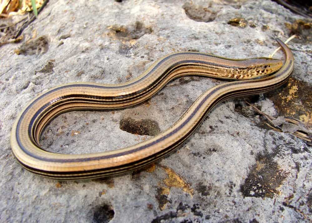 Glass Lizard (Ophisaurus) - glass lizard on rock