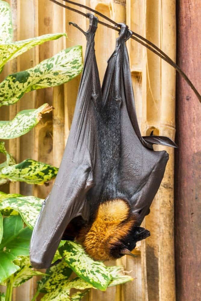 The giant golden-crowned flying fox, also known as the golden-capped fruit bat, is a rare megabat and one of the largest bats in the world