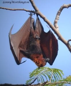 Golden-Crowned Flying Fox hanging in a tree