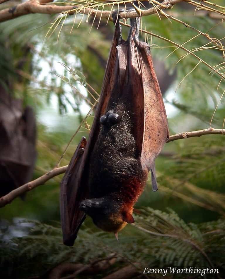 Golden-Crowned Flying Fox hanging in a tree