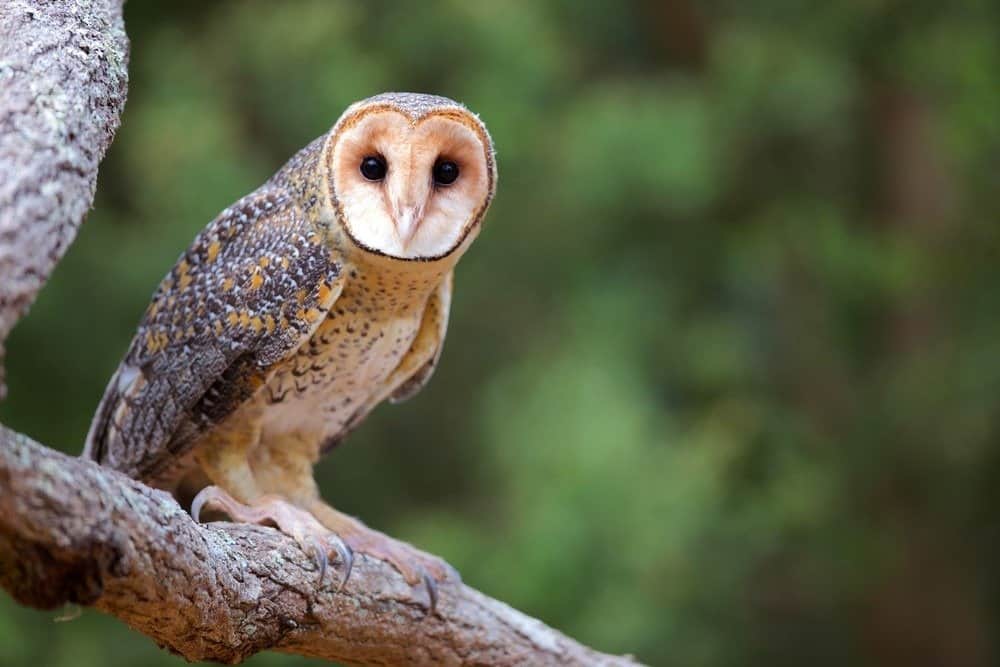 Golden Masked Owl sitting on branch