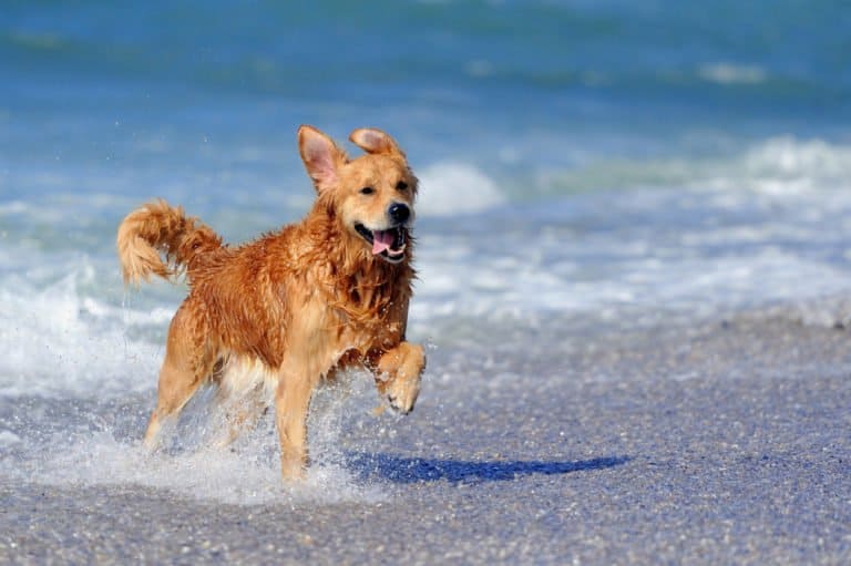 Golden Retriever (Canis familiaris) - golden retriever running on the beach