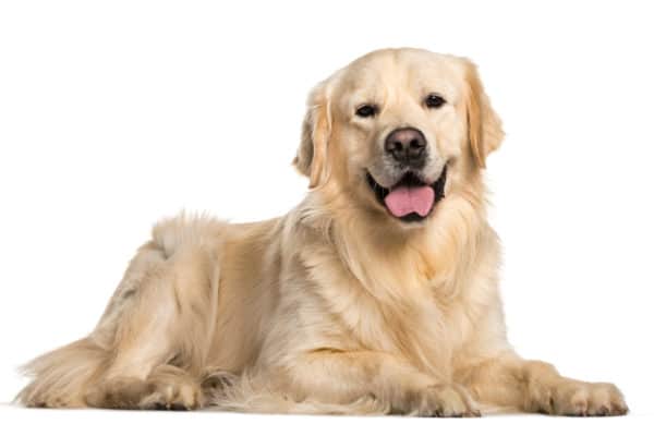 The Golden Retriever: A Comprehensive Guide to History, Benefits, and Value