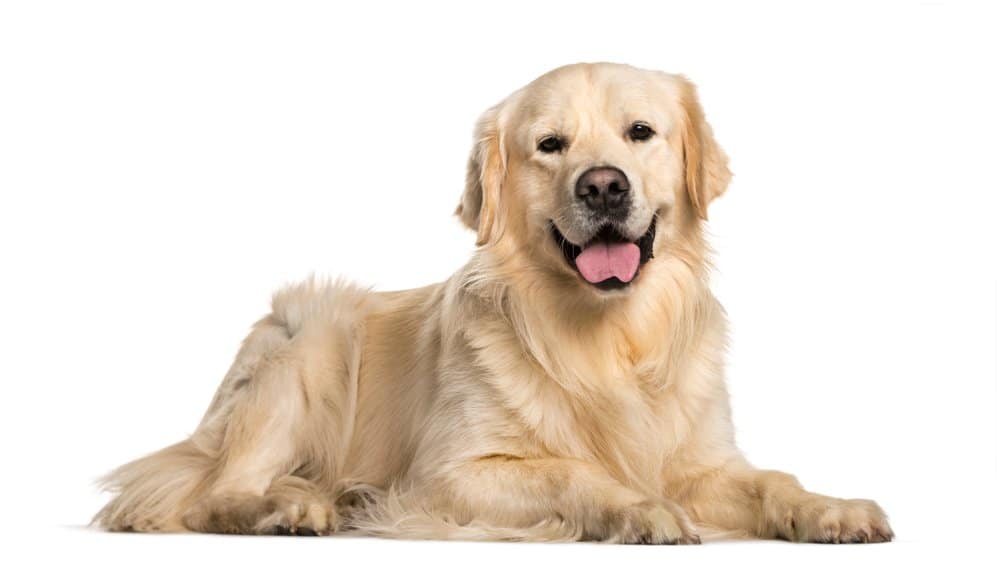 Golden Retriever (Canis familiaris)