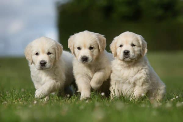 Golden Retriever - A-Z Animals