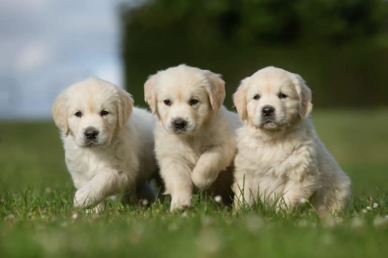 Golden Retriever (Canis familiaris) - golden retriever puppies