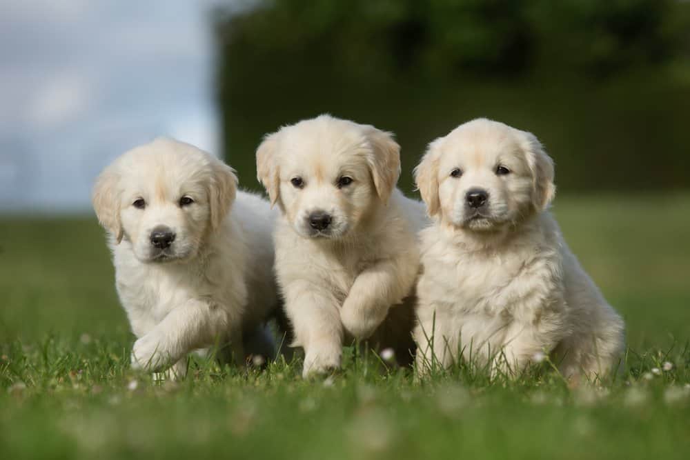 are golden retrievers active dogs