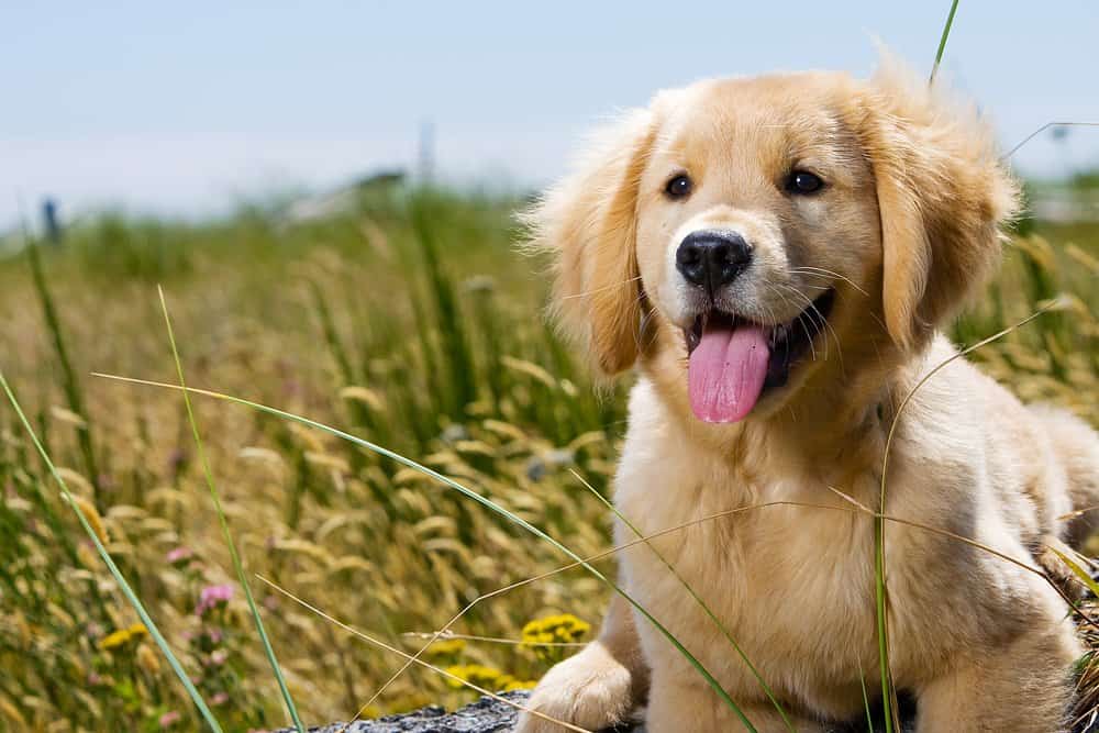 Golden Retriever (Canis familiaris) - golden retriever puppy in grass
