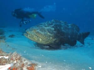 Watch This Massive Goliath Grouper Steal a Fisherman’s Catch and Drag Him on a Ride photo
