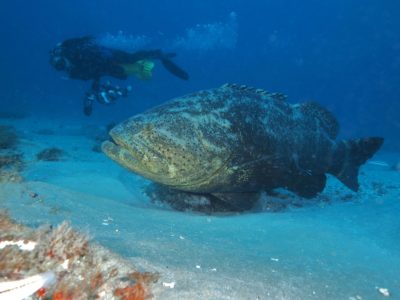 A Watch This Massive Goliath Grouper Steal a Fisherman’s Catch and Drag Him on a Ride
