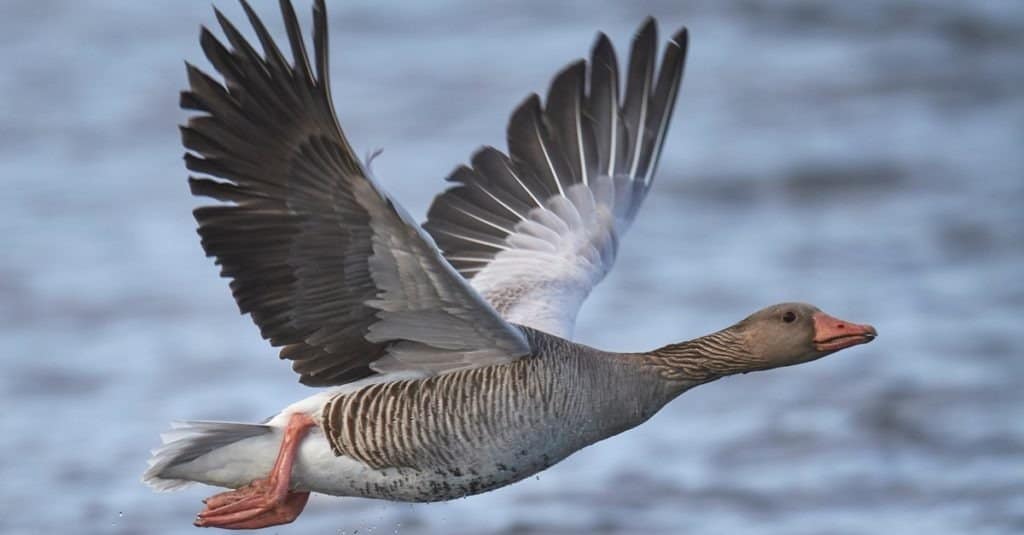 Goose Bird Facts - A-Z Animals