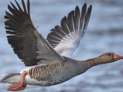 Goose Bird Facts | AZ Animals