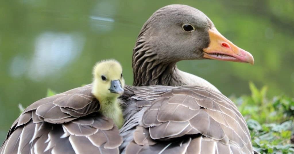 Mother goose and baby