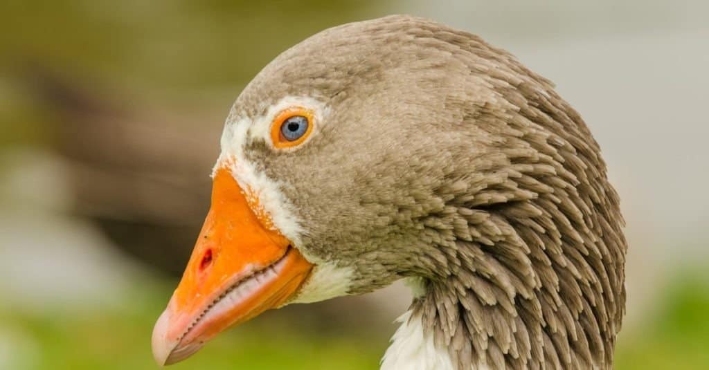 Goose head close-up