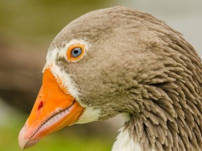 A Goose