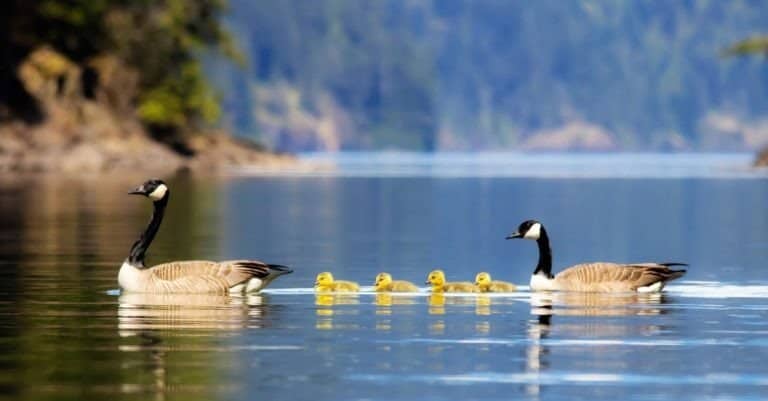 The Canada goose swimming with babies