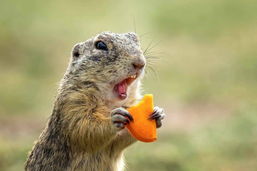 Gopher on a summer meadow with grass