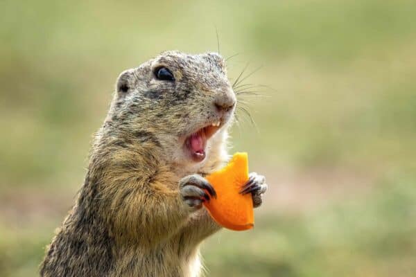 When Do Groundhogs Have Babies? - A-Z Animals