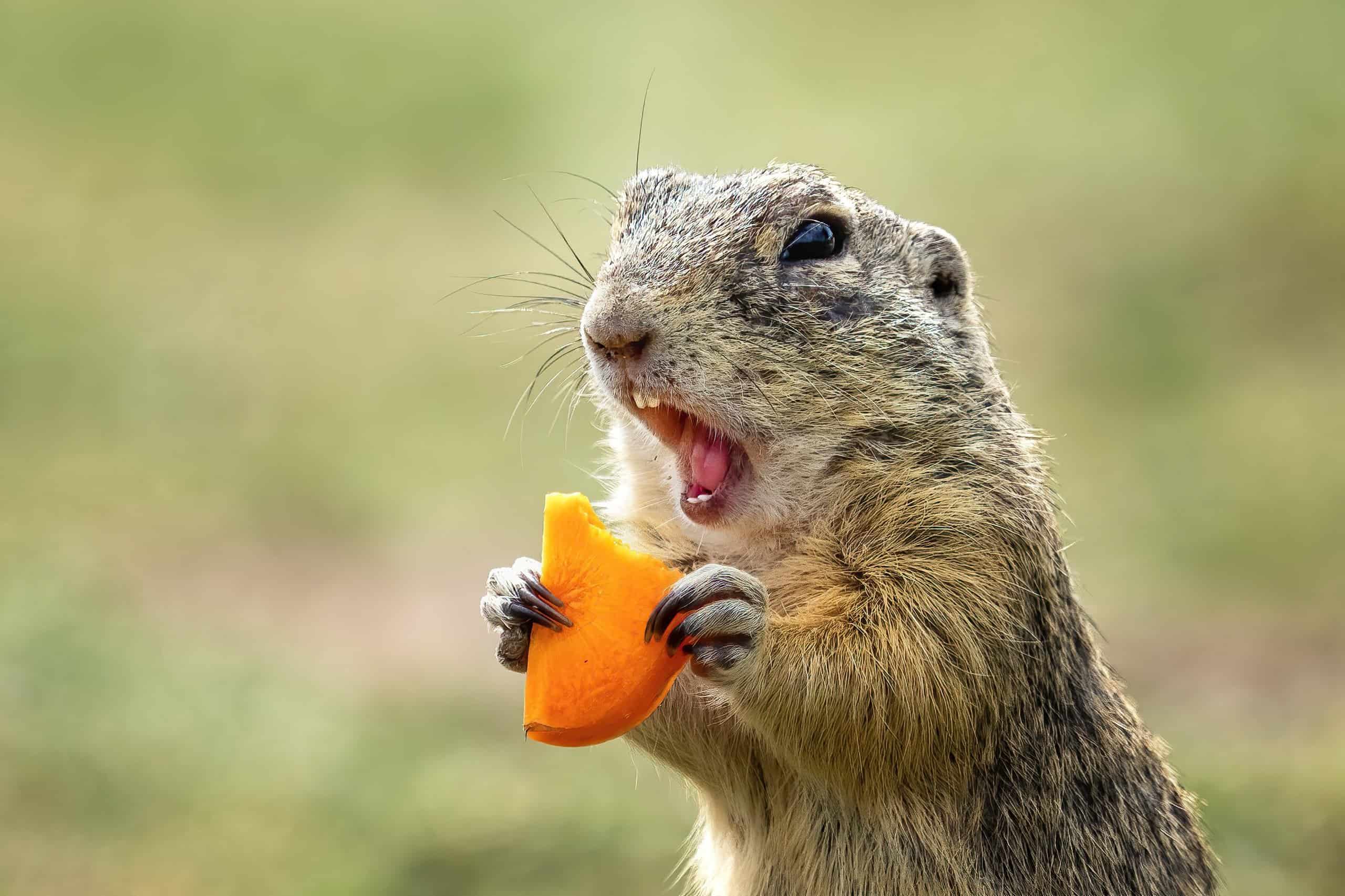 Gopher Animal Facts | Geomys bursarius | AZ Animals