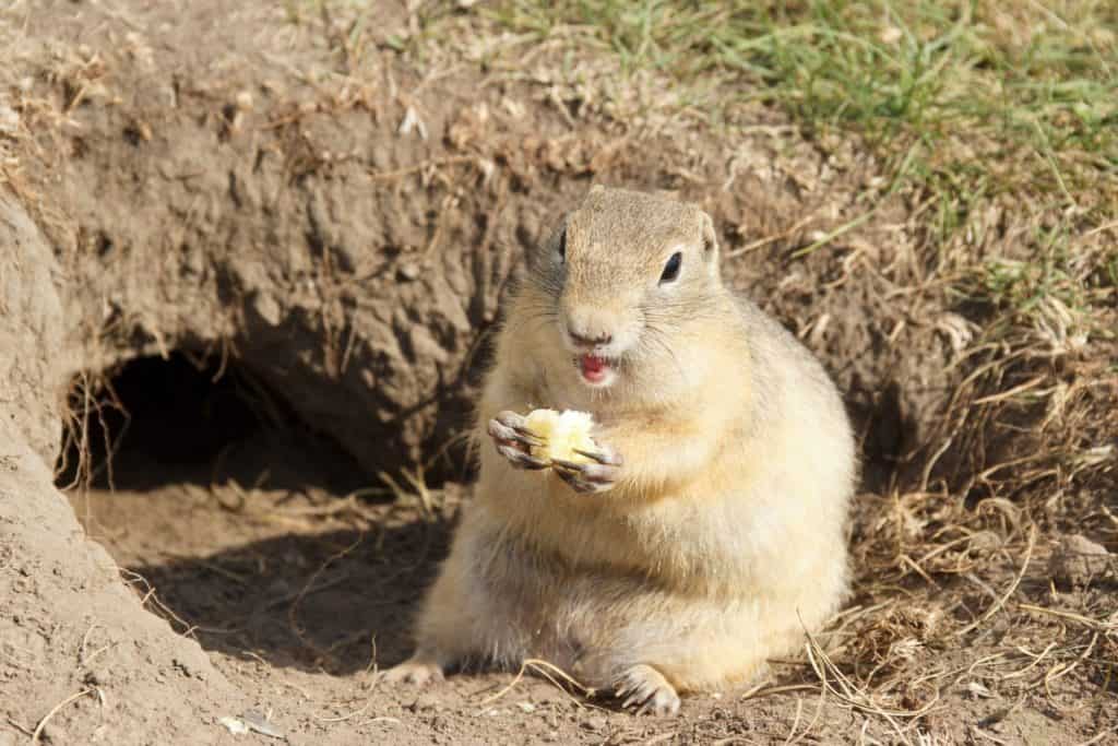 Gopher climbed out of the hole on the lawn