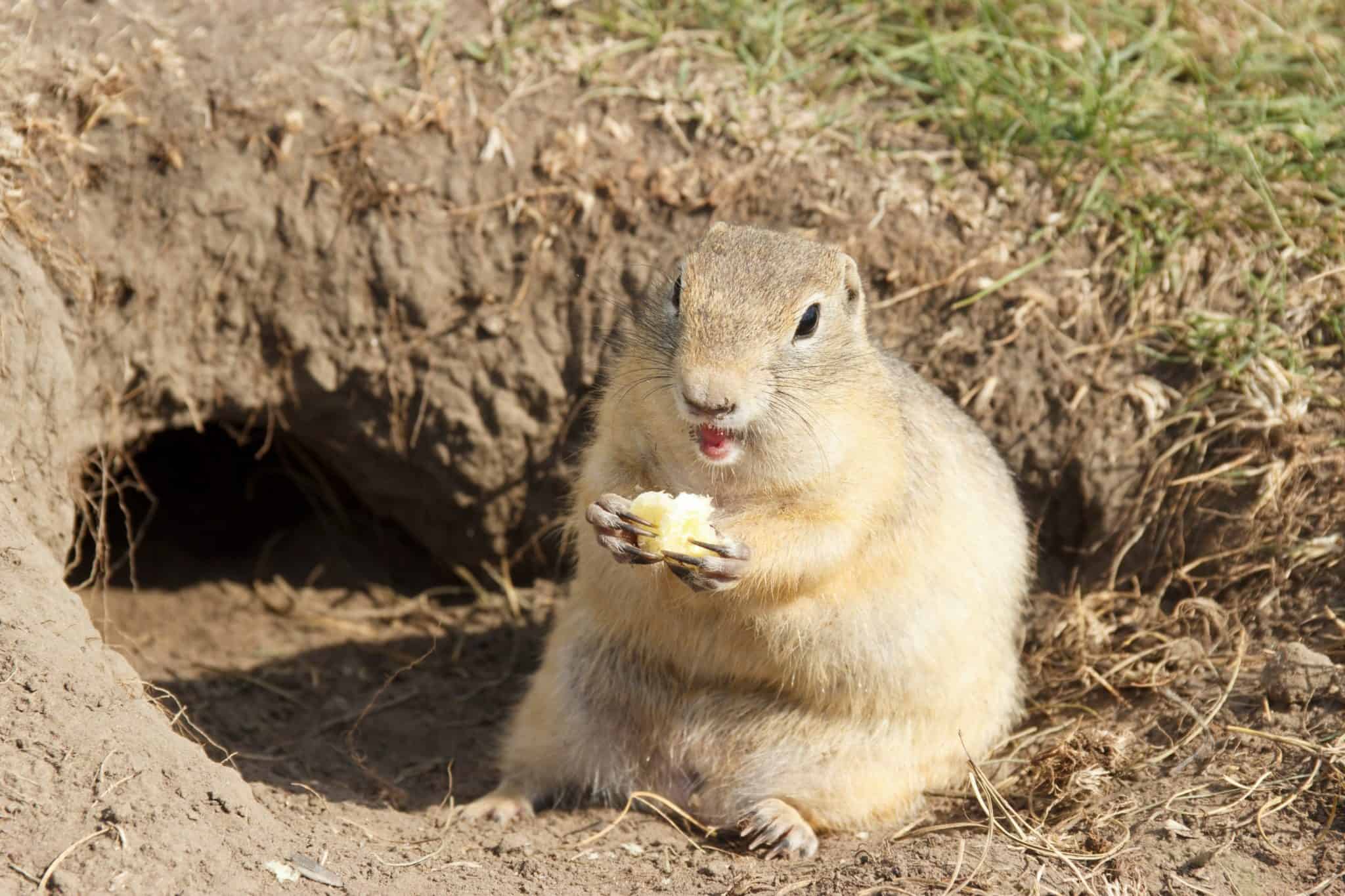 Although they eat small, soft-bodied insects, gophers have a primarily herb...