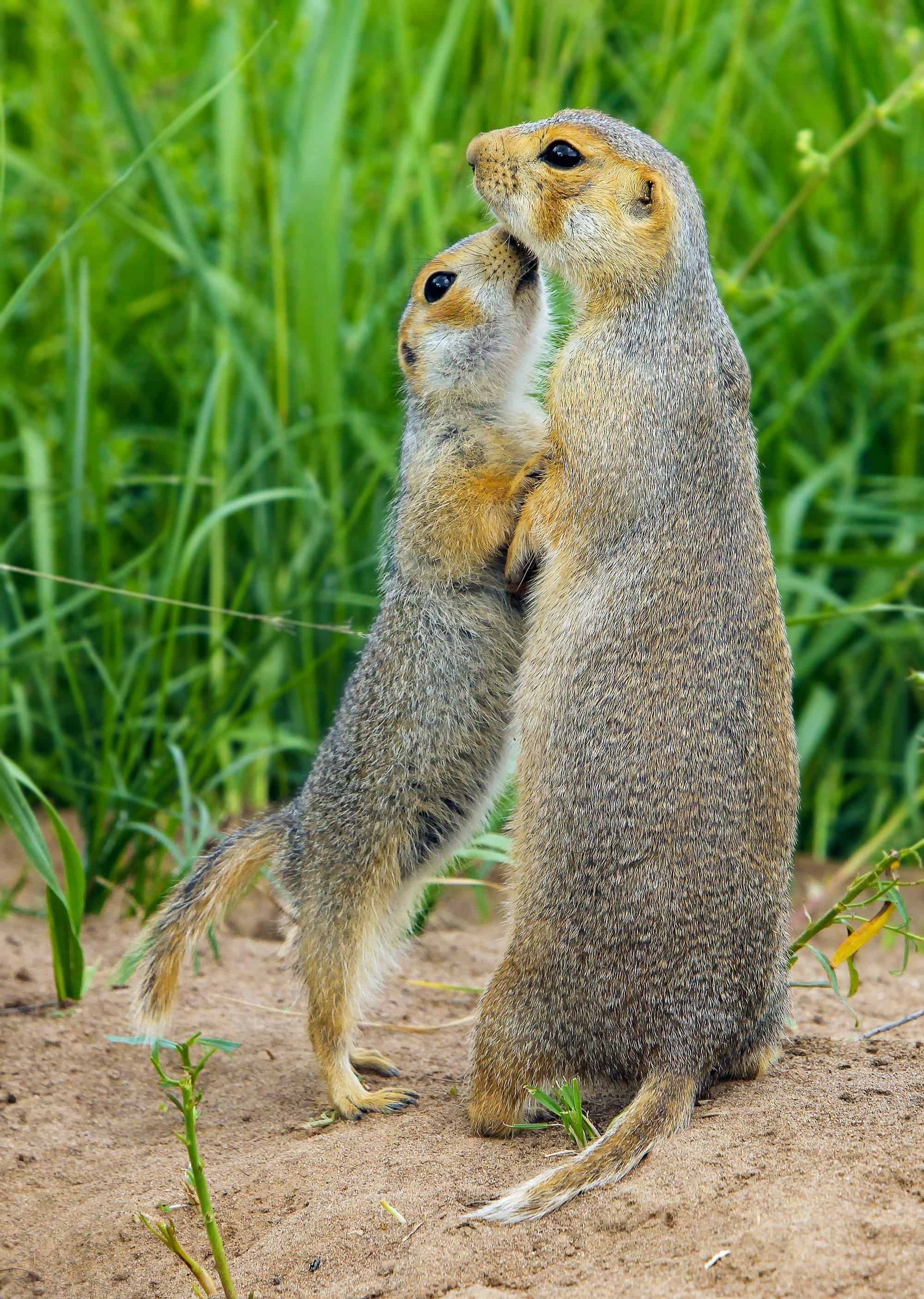 Gopher Animal Facts | Geomys bursarius | AZ Animals