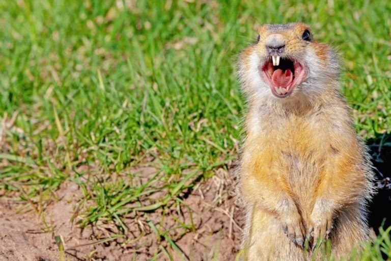 Gopher Animal Facts | Geomys bursarius - AZ Animals