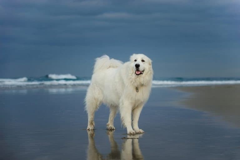 Great Pyrenees at the seaside