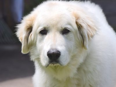 A Are Great Pyrenees Hypoallergenic?