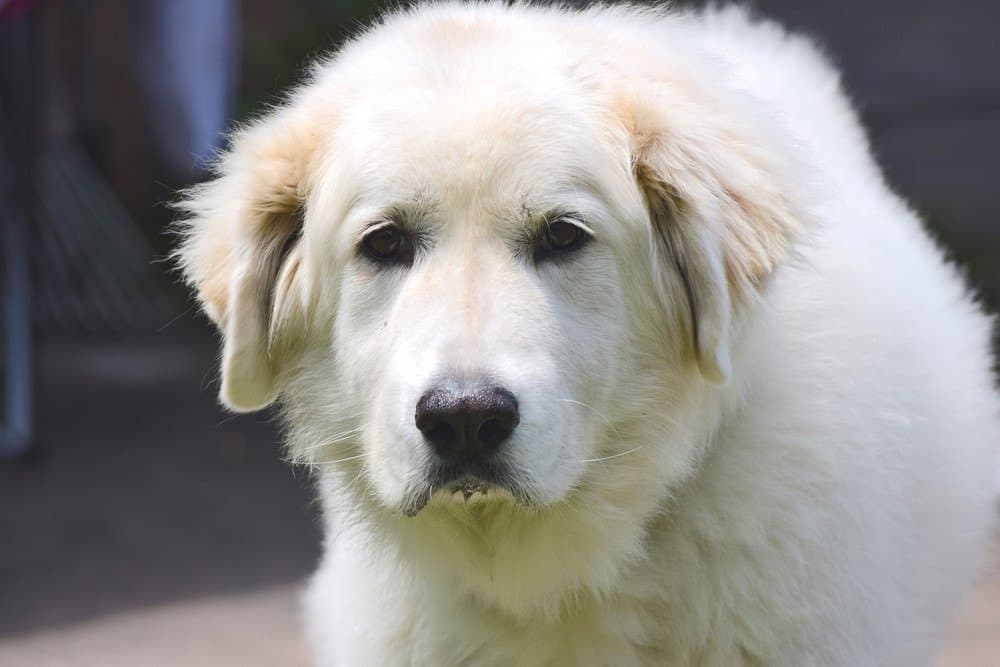 Great Pyrenees portrait