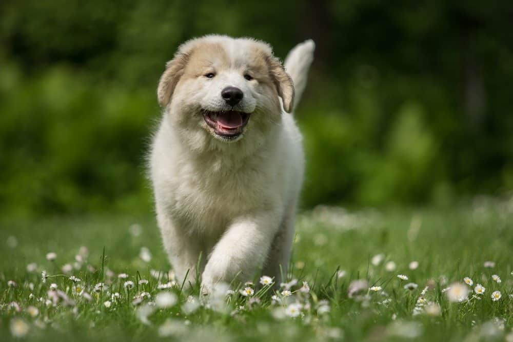 Running Great Pyrenees puppy