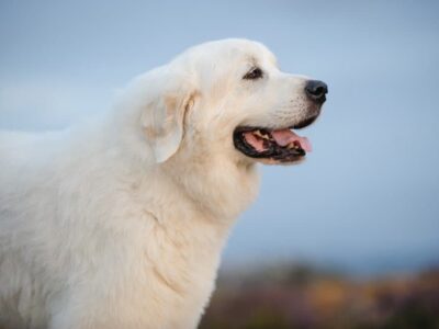 A Great Pyrenees