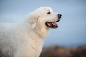 Great Pyrenees Picture