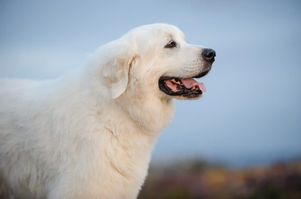 Great Pyrenees dog outdoor portrait against sky