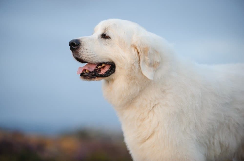 Great Pyrenees dog outdoor portrait against sky