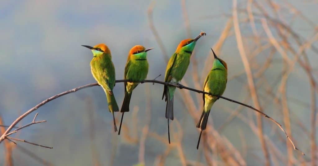 Green Bee-Eater Bird Facts | Merops orientalis - AZ Animals