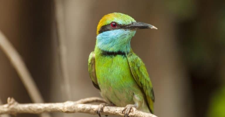 Green bee-eater (Merops orientalis) close up