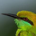 Asian green bee-eater