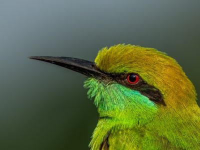 A Green Bee-Eater