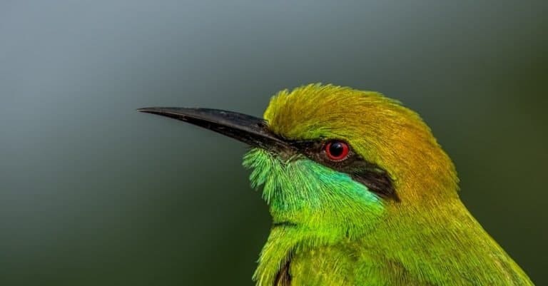 Green Bee-Eater with Green & Blue background