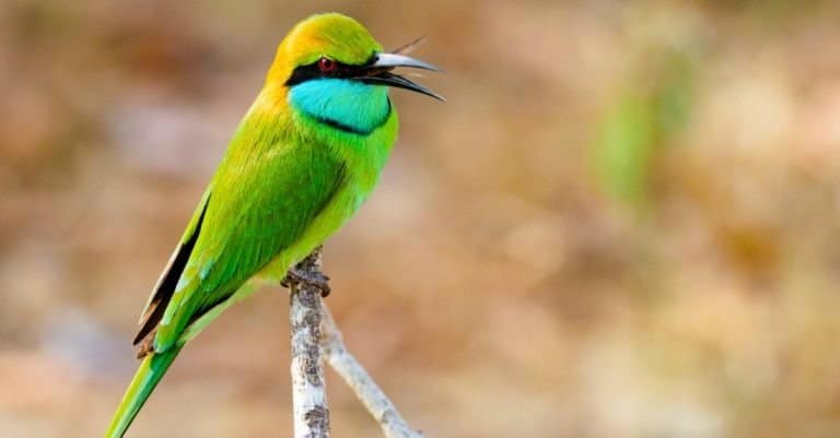 Little Green Bee-eater sitting on branch