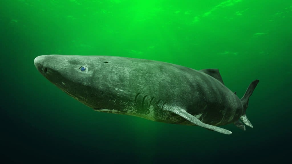 ฉลามกรีนแลนด์กินอะไร - ฉลามกรีนแลนด์ใต้น้ำ