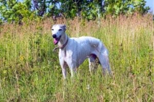 Greyhound Progression: Growth Chart, Milestones, and Training Tips Picture