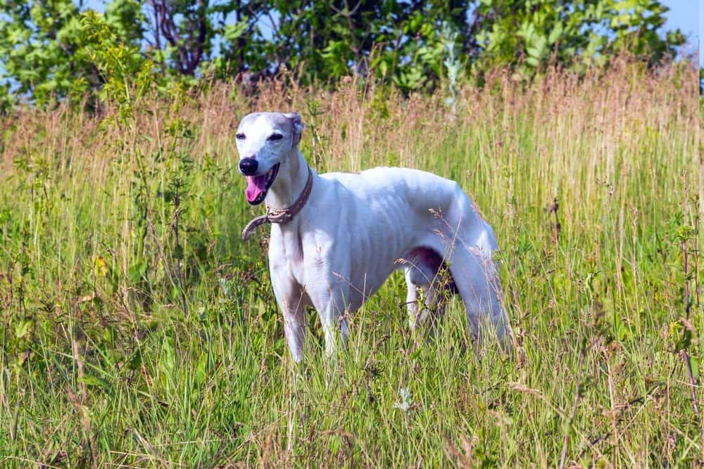 greyhound in the grass