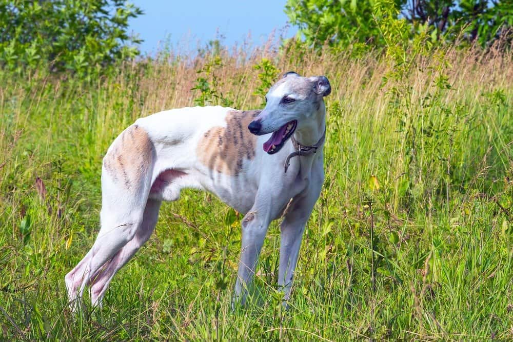 Greyhound in the grass