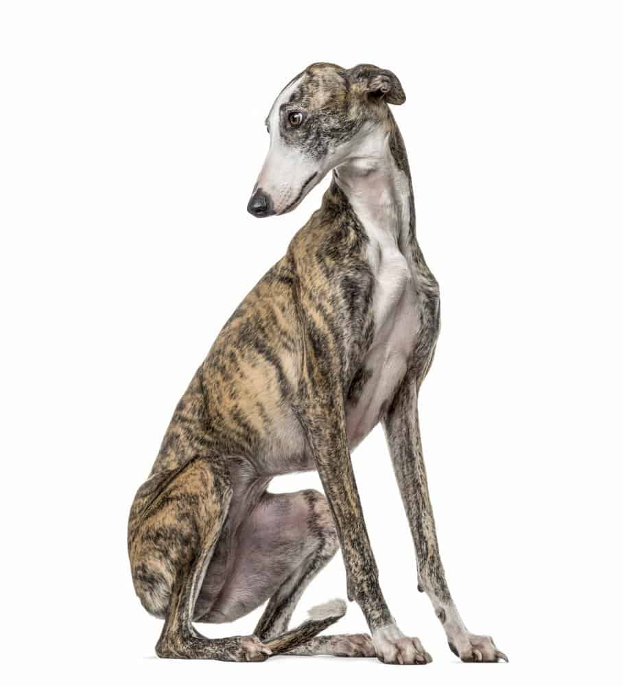 greyhound on white background