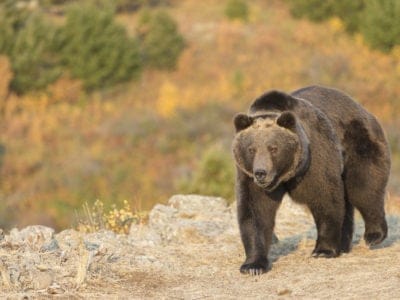 Grizzly Bear Animal Facts | Ursus Arctos Horriblis - AZ Animals